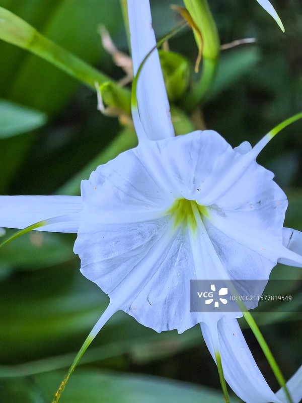 中国贵州贵阳市观山湖公园夏天六月盛开的水鬼蕉花图片素材