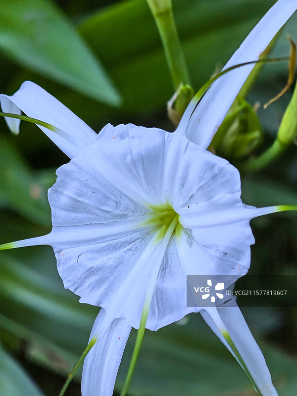 中国贵州贵阳市观山湖公园夏天六月盛开的水鬼蕉花图片素材