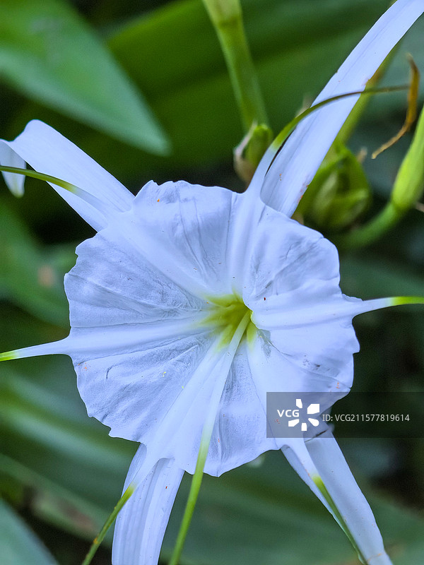中国贵州贵阳市观山湖公园夏天六月盛开的水鬼蕉花图片素材