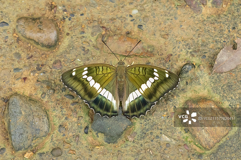 蝴蝶114：华东翠蛱蝶图片素材