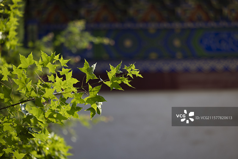 陕西省榆林市府谷县神龙山森林公园摄影图片图片素材