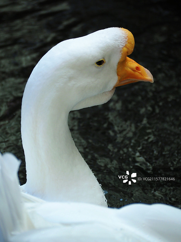 西安赛格国际购物中心里的大白鹅图片素材