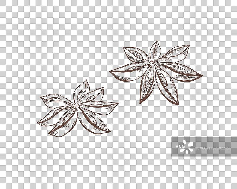 黑白手绘的八角茴香图片素材