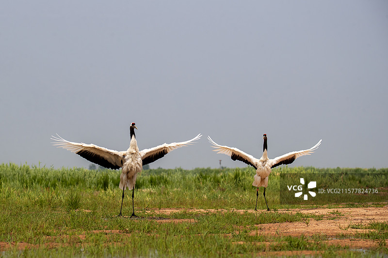 辽宁盘锦红海滩湿地上翩翩起舞的丹顶鹤图片素材
