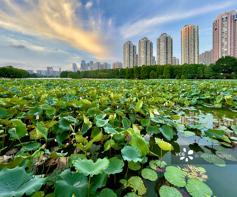 绿美深圳 霞映荷塘 洪湖公园荷花季图片素材