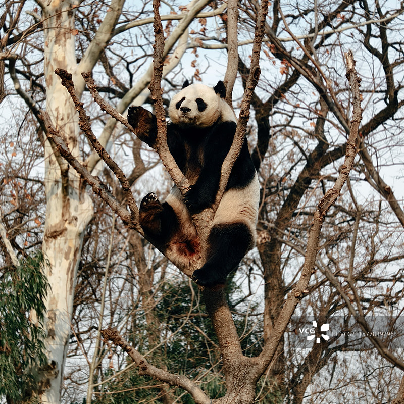 大熊猫图片素材