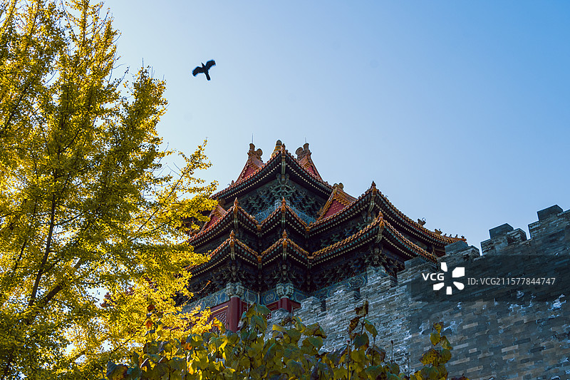 故宫西南角楼银杏图片素材