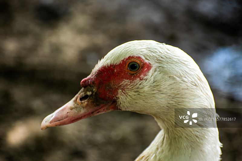 新疆家禽、养殖、鸡、鸭、鹅、大鹅、鸭子、图片素材