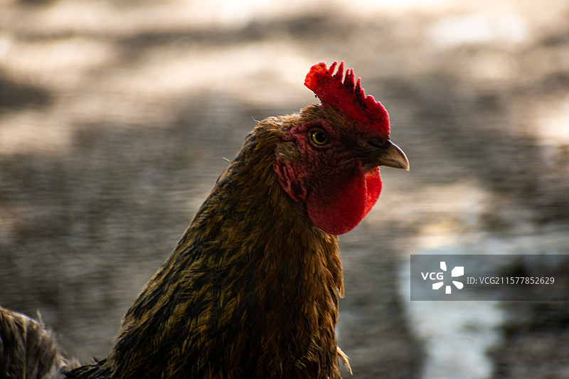 新疆家禽、养殖、鸡、鸭、鹅、大鹅、鸭子、图片素材