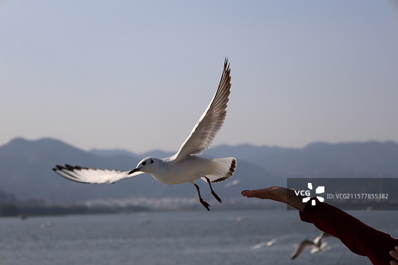 昆明，海埂大坝，海鸥，飞翔，喂食，云南民族村，图片素材