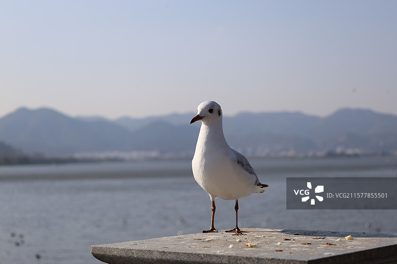 昆明，海埂大坝，海鸥，飞翔，喂食，云南民族村，图片素材