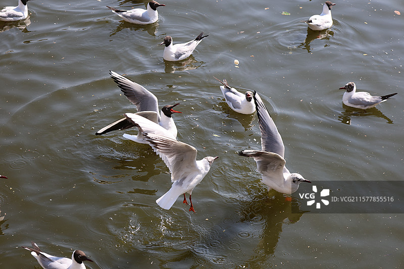 昆明，海埂大坝，海鸥，飞翔，喂食，云南民族村，图片素材