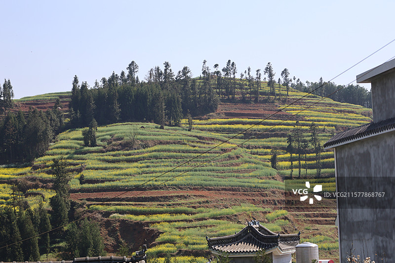 云南，罗平，油菜花，螺蛳田，螺丝田，红土地，梯田，图片素材