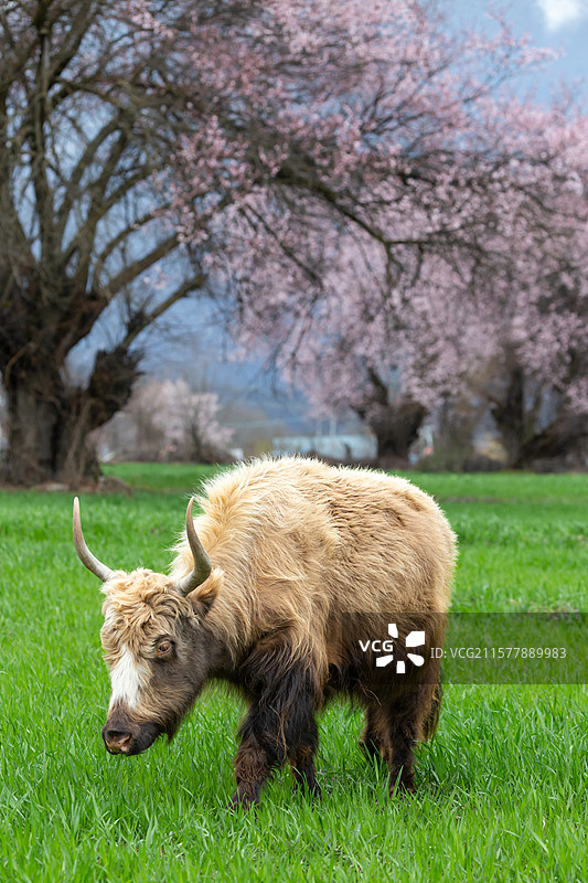 西藏林芝市波密桃花沟的春天图片素材