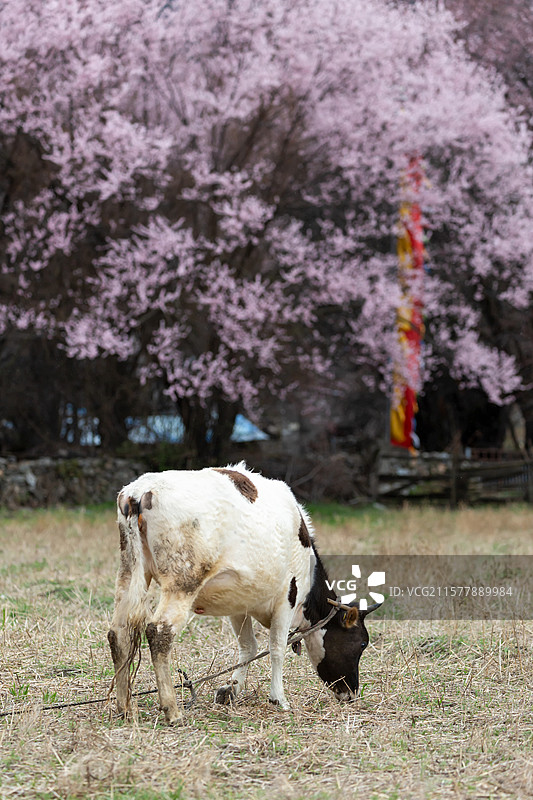 西藏林芝市波密桃花沟的春天图片素材