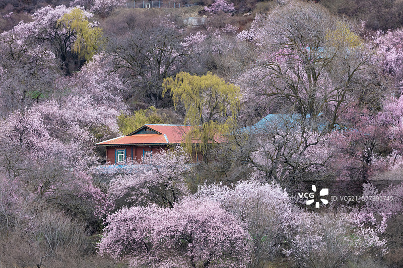 西藏林芝市波密桃花沟的春天图片素材