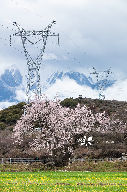 西藏林芝市波密桃花沟雪山下的输电线塔图片素材