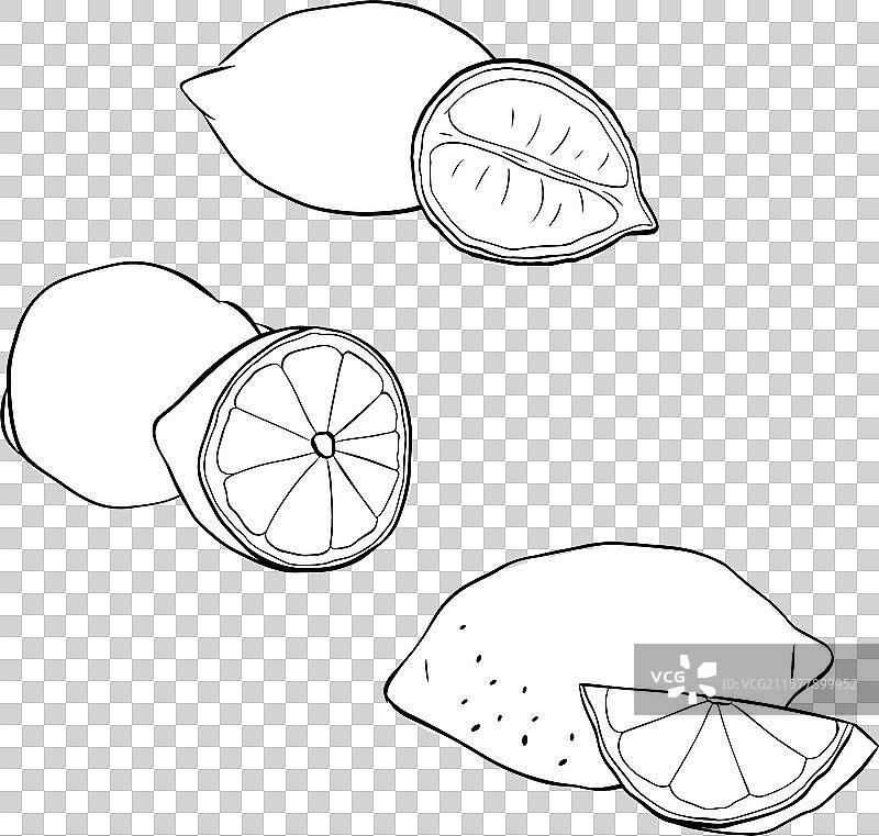 手绘柠檬构图图形线条插图图片素材