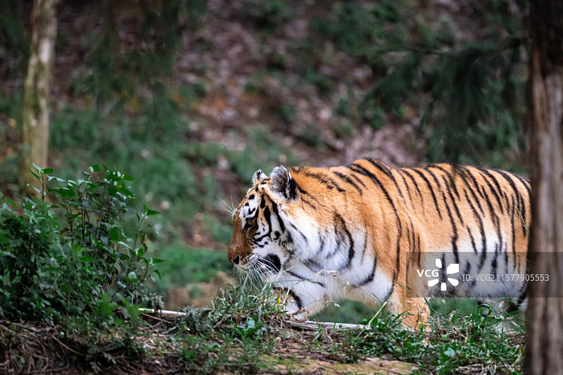 孟加拉虎图片素材
