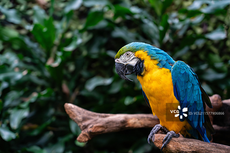 蓝黄金刚鹦鹉 琉璃金刚鹦鹉 大型攀禽 鸟类 自然 特写 动物园 长隆野生动物世界 广州图片素材