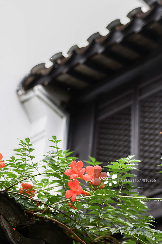 江南凌霄花图片素材