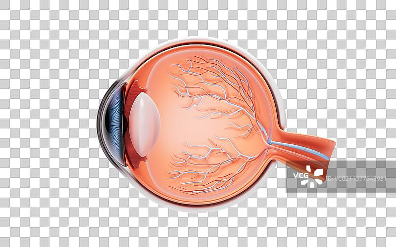医学人类眼球结构三维渲染图片素材