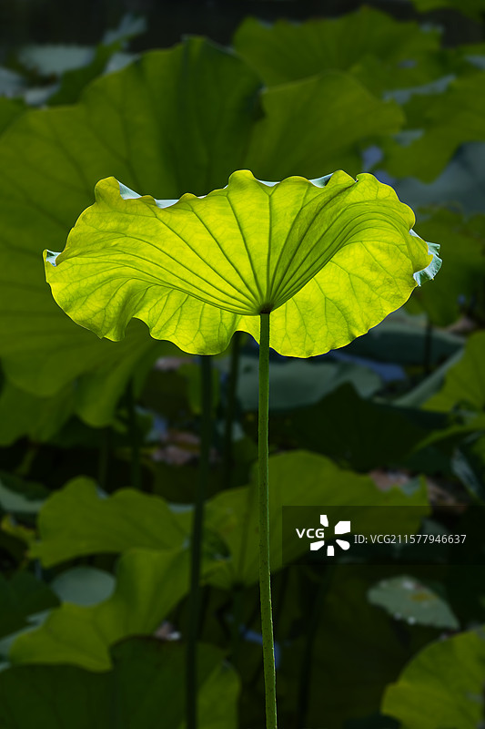 荷叶 荷花叶 特写图片素材