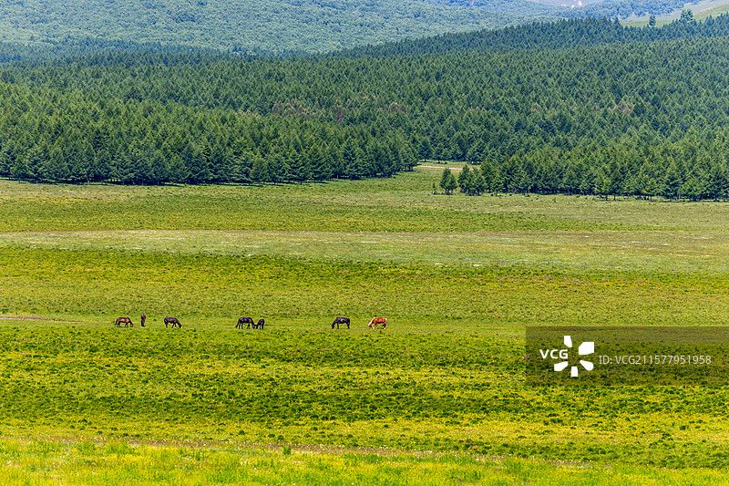 内蒙古赤峰市克什克腾旗热阿线草原的景色图片素材