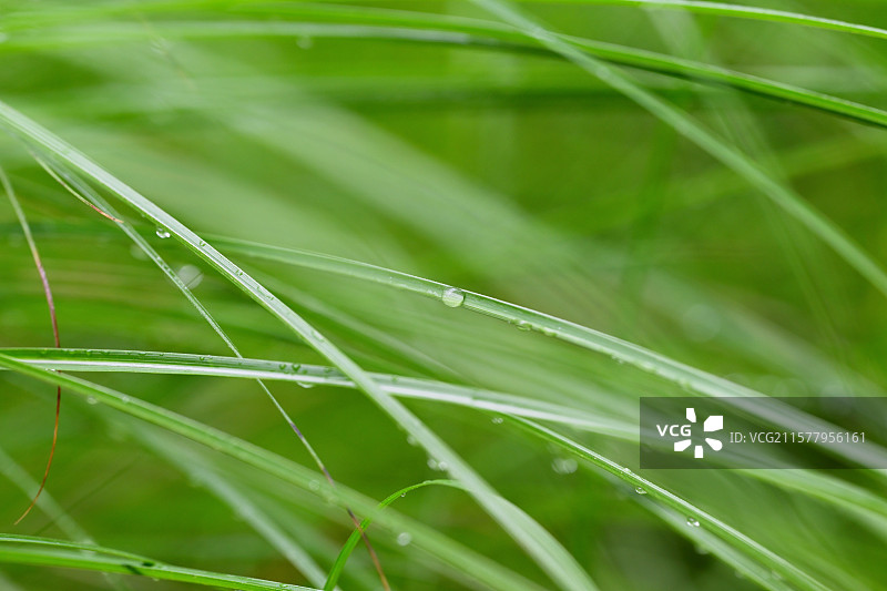 雨后挂满水珠的绿色小草，绿油油的青草，梅雨季，雨后上海图书馆东馆前的阅读森林图片素材
