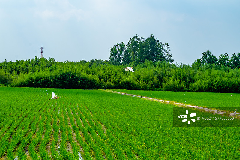 嘉北郊野公园图片素材