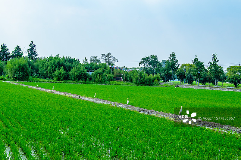 嘉北郊野公园图片素材