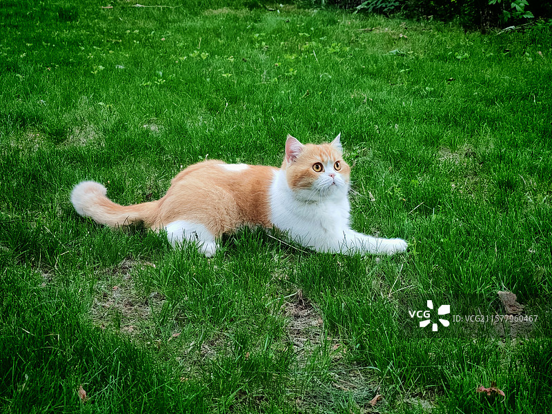 草地上的猫画像图片素材