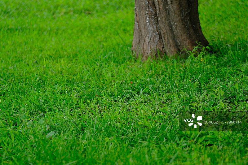 夏日雨后城市公园的绿色草坪。高清风景背景图图片素材