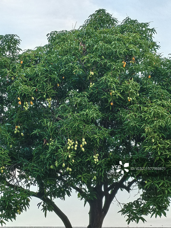 路边的芒果树图片素材