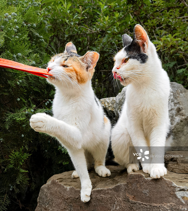 流浪猫的幸福生活图片素材