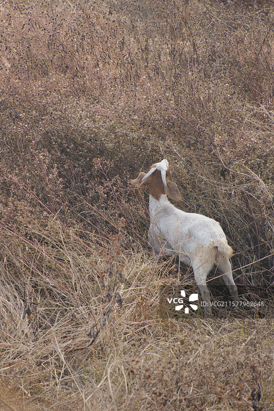 山区牧羊人。荒草。野草。山羊。枯草地。羊群荒草草原图片素材