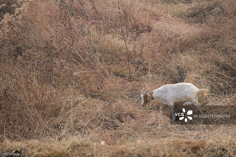 山区牧羊人。荒草。野草。山羊。枯草地。羊群荒草草原图片素材