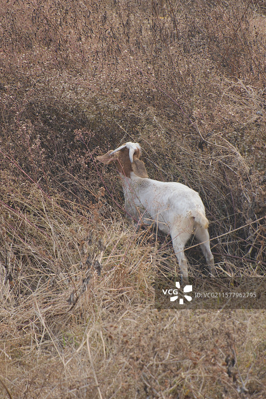 山区牧羊人。荒草。野草。山羊。枯草地。羊群荒草草原图片素材