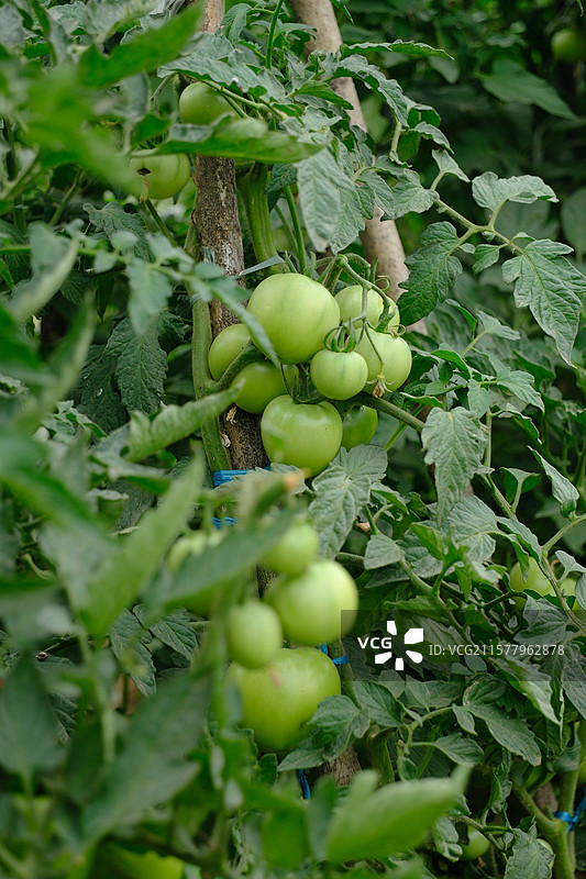 高清菜园菜地西红柿种植。绿色未成熟西红柿图片素材