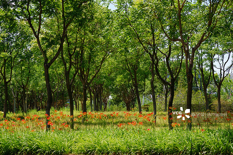 花乡公园的宁静图片素材