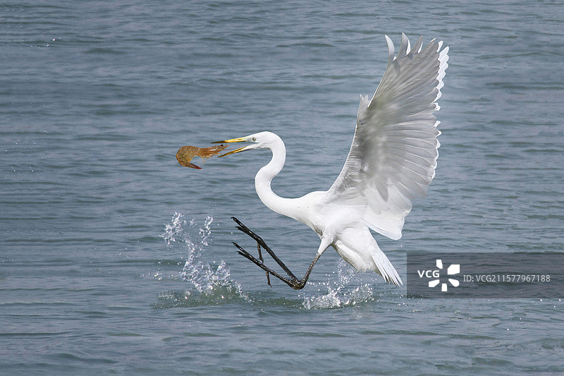 白鹭捕虾    一只白鹭在清澈的溪水中捕获河虾……溪水图片素材