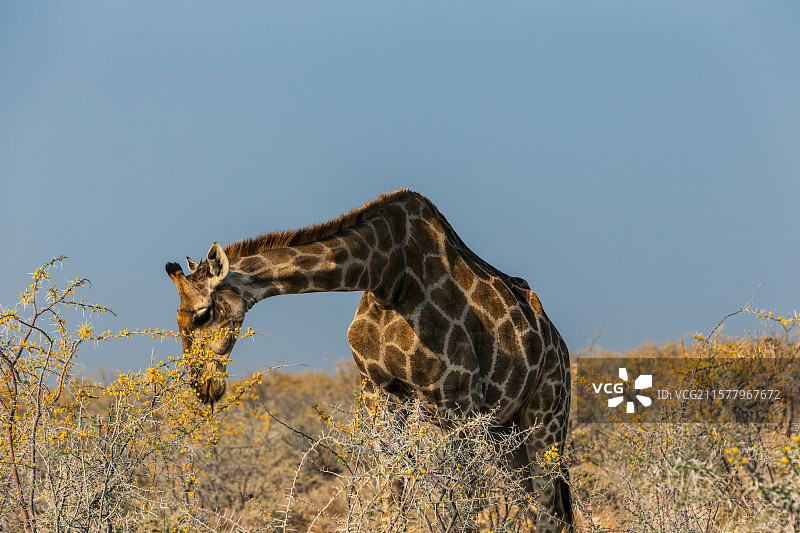 吃草的野生长颈鹿图片素材