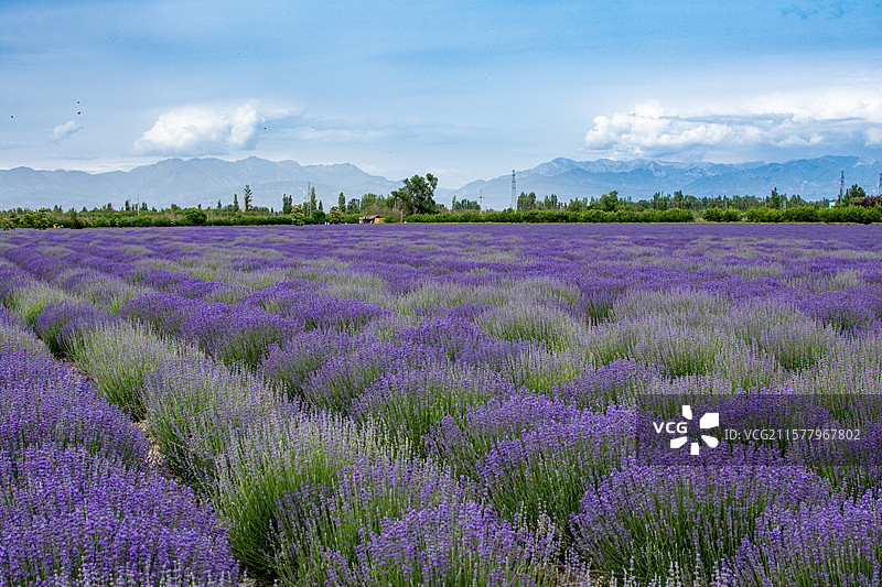 伊犁解忧公主薰衣草园图片素材