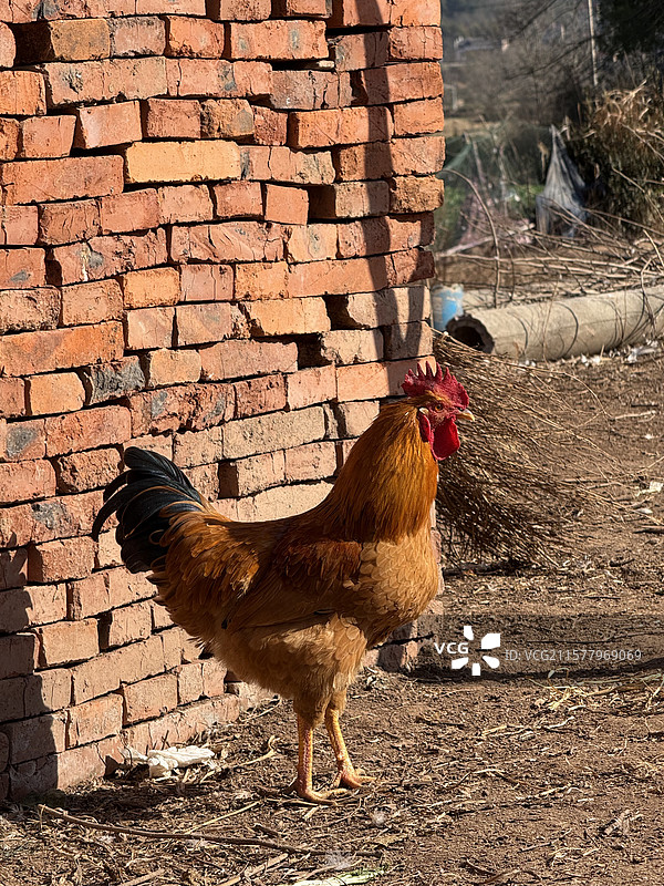大公鸡图片素材