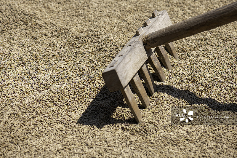 稻谷晾晒与木耙图片素材