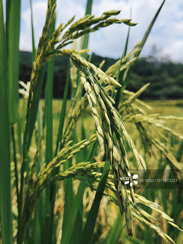 夏天的稻穗在渐渐成长图片素材