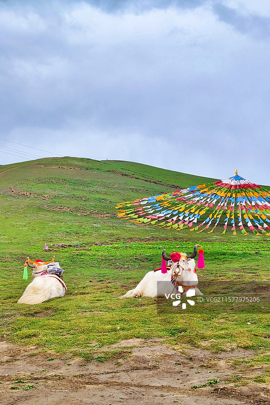 草原上的白色牦牛和彩色经幡图片素材