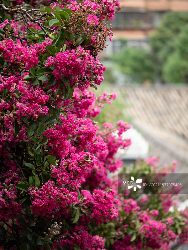 昆明朱德旧居的紫薇花图片素材