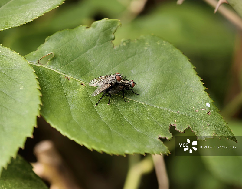 叶上的幸福图片素材