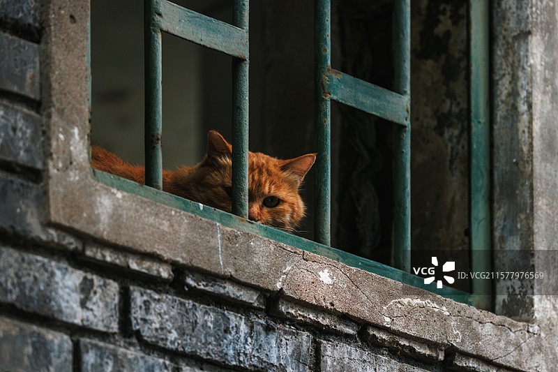 窗内的猫图片素材